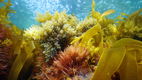 Live Marine Plants